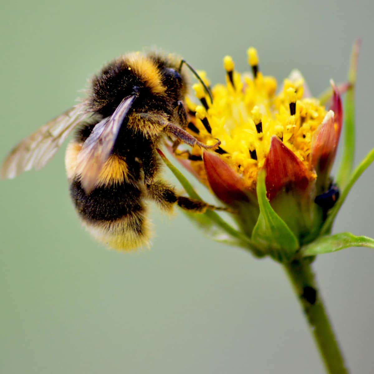 Stone Primary Schools Invited to Bee Friendly Award Scheme — Stone news photo