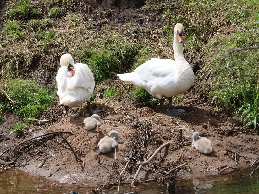 Crown Meadow: Wetland Work and Summer Wildlife — Stone news photo